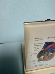 Heart Anatomy Display-drug Advertising-brevibloc-oddity