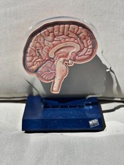 Imitrex 3D 9″ Neuroanatomy Model w Legend Brain Anatomy Medical Advertising