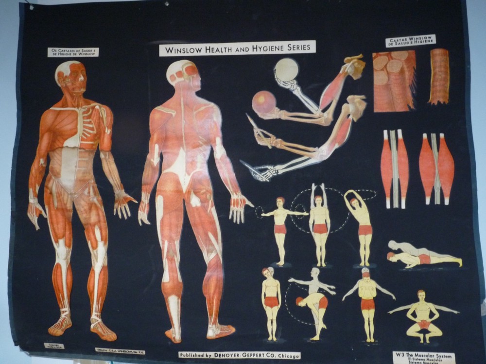 „MUSCULAR SYSTEM“ 1930S PULL DOWN MEDICAL CHART , DENOYER GEPPERT 44X36
