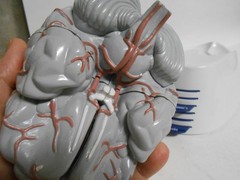 Human Brain Model Medical Doctor Office Display Teaching Education Study Science