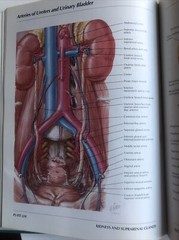 Pharmaceutical Norvatis Promo DIOVAN Cardiovascular Anatomy Hardcover Book