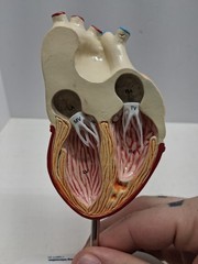 Altace Pharmaceutical Heart Diagram Display, Ramipril Capsules, Promotional