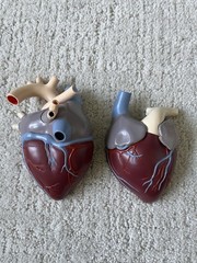 Vintage Merck Sharp Dohme Anatomical Heart Model Diuril Aldomet Drug Rep