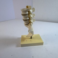 VINTAGE GEIGY Lumbar Spine Anatomical Model Medical School Doctor Display