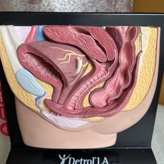 Vintage Viagra Detrol LA s Anatomy Model Pfizer Informational Pull Out Cards