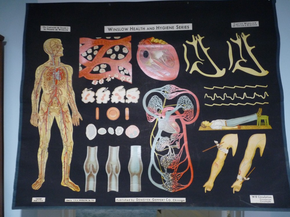 „CIRCULATION“ 1930S PULL DOWN MEDICAL CHART , DENOYER GEPPERT 44X36