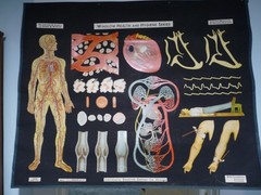 „CIRCULATION“ 1930S PULL DOWN MEDICAL CHART , DENOYER GEPPERT 44X36