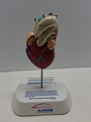 Altace Pharmaceutical Heart Diagram Display, Ramipril Capsules, Promotional