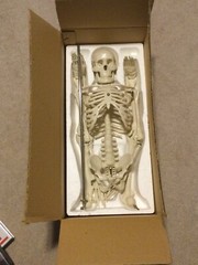 (NEW) Antique Display Skeleton 33” Celebrex With Base Never Displayed before