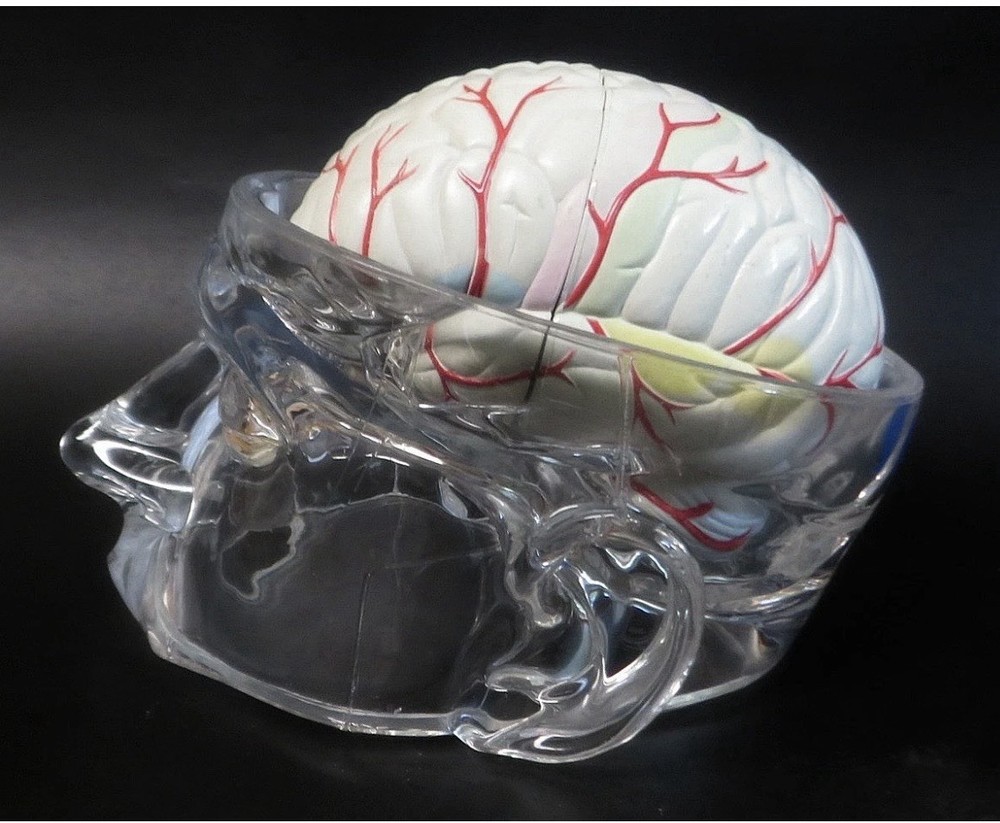 Seroquel Rx Skull Brain Science Model Medical Pharmaceutical Ad Premium Display