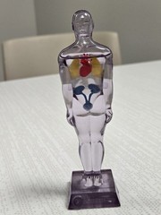 Vintage Diuril Hydro Male Medical Anatomy, 6.5″