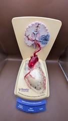 Xarelto Doc. heart display light up sound medical heart beat Pull tab info cards