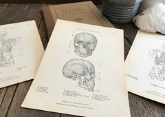 1930 Anatomical drawing Set Of 50 „Plates“ From The Art Guild Academy Of LA