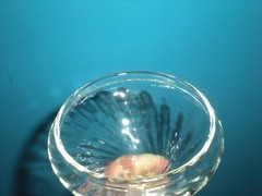 Vtg Apothecary Jar Swirl Glass with Lid 8 1/2″ tall Pharmacy