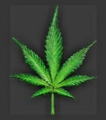 1-meter long CANNABIS LEAF Wall Display Sculpture MARIJUANA Class B Drug Weed