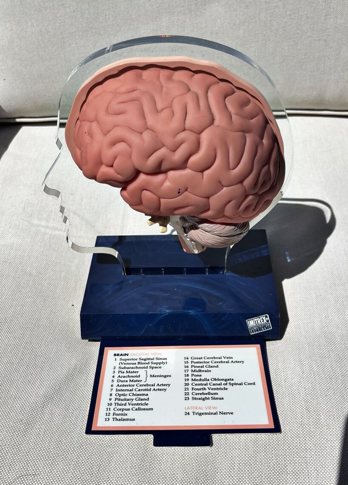 Imitrex 3D 9″ Neuroanatomy Model w Legend Brain Anatomy Medical Advertising