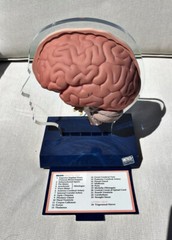 Imitrex 3D 9″ Neuroanatomy Model w Legend Brain Anatomy Medical Advertising