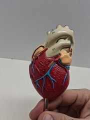 Altace Pharmaceutical Heart Diagram Display, Ramipril Capsules, Promotional