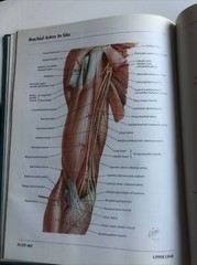 Pharmaceutical Norvatis Promo DIOVAN Cardiovascular Anatomy Hardcover Book
