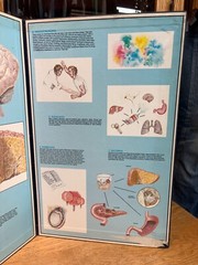 Vintage 1960s 1970s Drug Use Abuse Educational Teacher Display Board Poster Sign