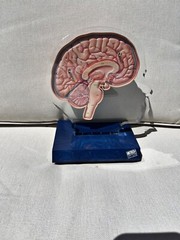 Imitrex 3D 9″ Neuroanatomy Model w Legend Brain Anatomy Medical Advertising