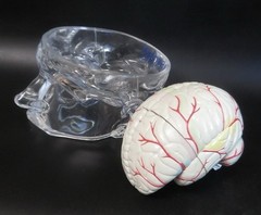Seroquel Rx Skull Brain Science Model Medical Pharmaceutical Ad Premium Display