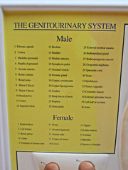 Ortho-McNeil Pharmaceutical Levaquin Genitourinary System Display Model