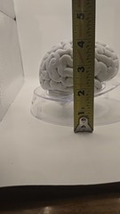 Alkermes Anatomical Brain Model Pharmaceutical Promo Desk Display