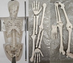 NEW (Vintage) Antique Display Skeleton 33” tall Searle Pfizer + Base COLLECTIBLE