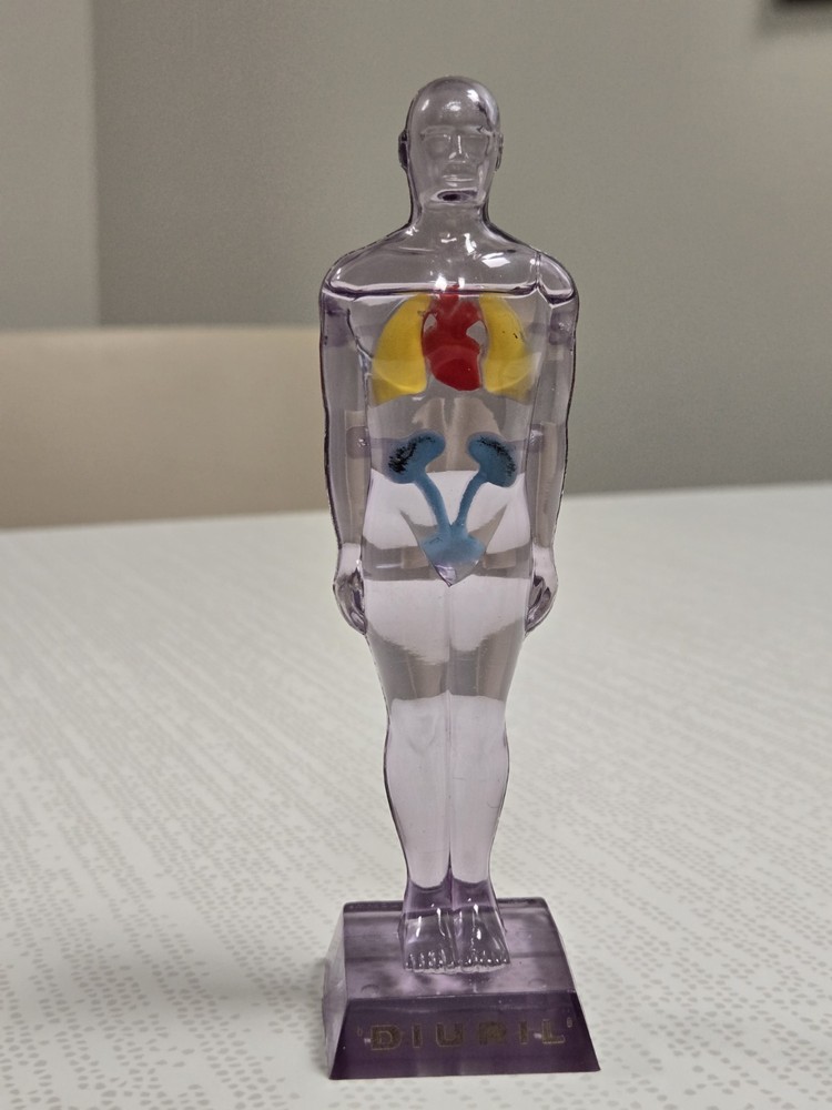Vintage Diuril Hydro Male Medical Anatomy, 6.5″