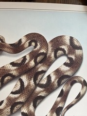 Vintage 1991 Pit Viper Venom Pharmacy History Pharmacist Poster Afrin Promo Swag