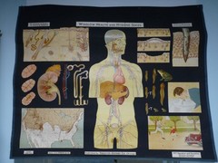 „SECRETION & EXCRETION“ 1930S PULL DOWN MEDICAL CHART , DENOYER GEPPERT 44X36