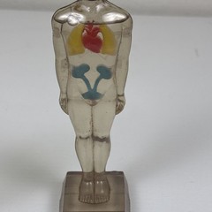 Vintage Diuril Hydro Male Medical Anatomy, 6.5″ Female Waist Measurement Rep
