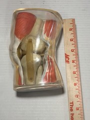 Vintage 1962 Plastic Knee Model Merck & Co Medical Scale Model