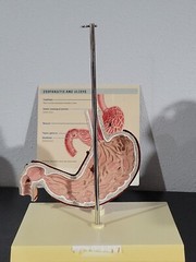 Vtg Prevacid & Zelnorm Doctor Pharmaceutical Display Esophagitis & Ulcers