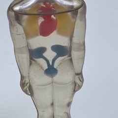 Vintage Diuril Hydro Male Medical Anatomy, 6.5″ Female Waist Measurement Rep