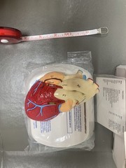 Heart Anatomical Model in Original Box pharmaceutical promotion. NEW