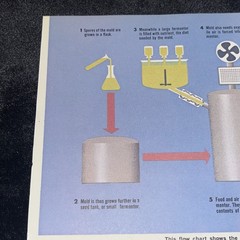 Weimer Purcell Antibiotic Production Illustration 1967 Original Encyclopedia