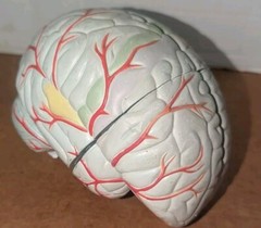 Lucite Head Skull Brain Model Medical Pharmaceutical Science Display – SEROQUEL
