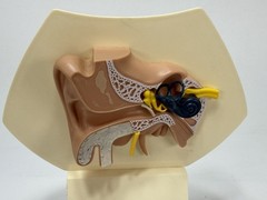 Vintage Naldecon Adult Ear Medical Model by Bristol Copyright 1978