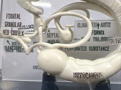 Vintage Librium Brain Anatomical Model Roche Laboratories Libritabs c1950s RARE