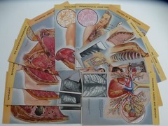 18 Ciba Pharmaceutical Folders w/ Color Plates – Pathology Anatomy War Injuries