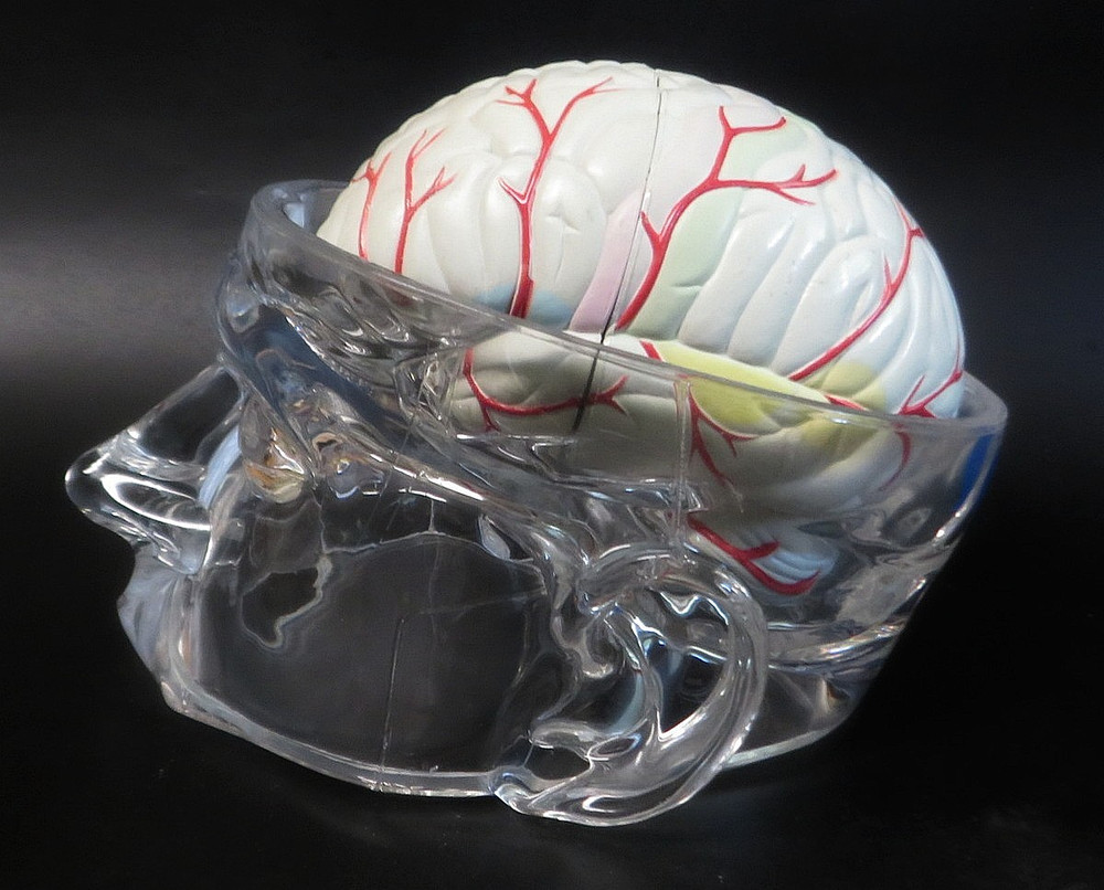 Head Skull Brain Model Seroquel Medical Pharmaceutical Lucite Medical Display