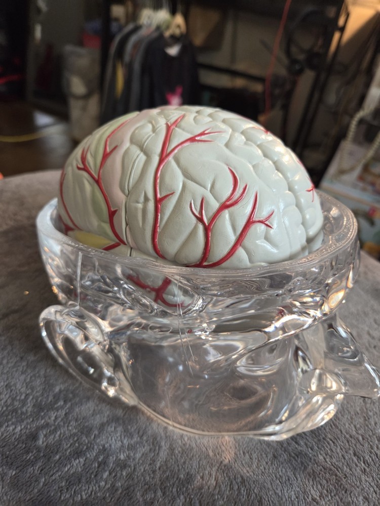 Vintage Seroquel Head Brain Anatomy Pharma Design Sales Display Removable Brain