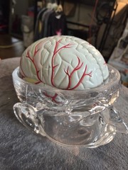 Vintage Seroquel Head Brain Anatomy Pharma Design Sales Display Removable Brain