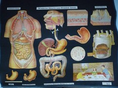 „DIGESTION“ 1930S PULL DOWN MEDICAL CHART , DENOYER GEPPERT 44X36