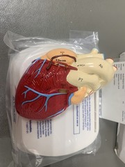 Heart Anatomical Model in Original Box pharmaceutical promotion. NEW