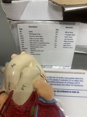 Heart Anatomical Model in Original Box pharmaceutical promotion. NEW