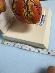 Heart Anatomy Display-drug Advertising-brevibloc-oddity