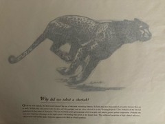 Astra Pharmaceutical 10th Anniversary Animal Prints Xylocaine D. Schwartz 1950s